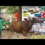 Sapi Bima Qurban 2017 Kode : 128 Di Jakarta