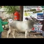 Sapi Bima Qurban 2017 Kode : 129 Di Jakarta