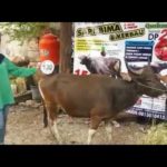 Sapi Bima Qurban 2017 Kode : 130 Di Jakarta