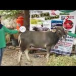 Sapi Bima Qurban 2017 Kode : 131 Di Jakarta