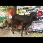 Sapi Bima Qurban 2017 Kode : 132 Di Jakarta