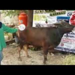 Sapi Bima Qurban 2017 Kode : 134 Di Jakarta