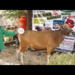 Sapi Bima Qurban 2017 Kode : 135 Di Jakarta