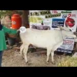 Sapi Bima Qurban 2017 Kode : 137 Di Jakarta