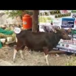 Sapi Bima Qurban 2017 Kode : 138 Di Jakarta