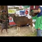 Sapi Bima Qurban 2017 Kode : 139 Di Jakarta