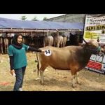 Sapi Bima Qurban 2017 Kode : 14 Di Jakarta