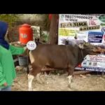 Sapi Bima Qurban 2017 Kode : 140 Di Jakarta