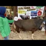 Sapi Bima Qurban 2017 Kode : 142 Di Jakarta