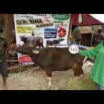 Sapi Bima Qurban 2017 Kode : 143 Di Jakarta