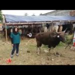 Sapi Bima Qurban 2017 Kode : 16 Di Jakarta