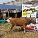 Sapi Bima Qurban 2017 Kode : 24 Di Jakarta Selatan