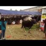 Sapi Bima Qurban 2017 Kode : 25 Di Jakarta