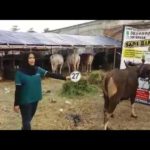 Sapi Bima Qurban 2017 Kode : 27 Di Jakarta