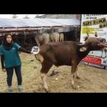 Sapi Bima Qurban 2017 Kode : 28 Di Jakarta