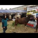 Sapi Bima Qurban 2017 Kode : 32 Di Jakarta