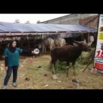 Sapi Bima Qurban 2017 Kode : 34 Di Jakarta