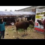 Sapi Bima Qurban 2017 Kode : 35 Di Jakarta