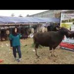 Sapi Bima Qurban 2017 Kode : 37 Di Jakarta