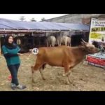 Sapi Bima Qurban 2017 Kode : 42 Di Jakarta