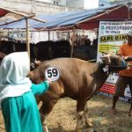 Sapi Bima Qurban 2017 Kode : 59 di Jakarta