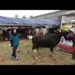 Sapi Bima Qurban 2017 Kode : 7 Di Jakarta Selatan