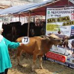 Sapi Bima Qurban 2017 Kode : 73 Di Jakarta