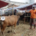 Sapi Bima Qurban 2017 Kode : 74 di Jakarta