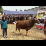 Sapi Bima Qurban 2017 Kode : 8 Di Jakarta