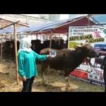 Sapi Bima Qurban 2017 Kode : 80 di Jakarta