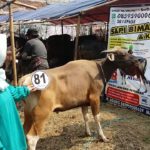 Sapi Bima Qurban 2017 Kode : 81 di Jakarta