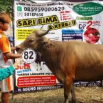 Sapi Bima Qurban 2017 Kode : 82 Di Jakarta