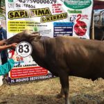 Sapi Bima Qurban 2017 Kode : 83 Di Depok