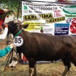 Sapi Bima Qurban 2017 Kode : 85 Di Jakarta Utara