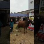 Sapi Bima Qurban 2017 Kode : 9 Di Jakarta