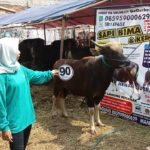 Sapi Bima Qurban 2017 Kode : 90 di Jakarta