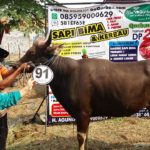 Sapi Bima Qurban 2017 Kode : 91 Di Jakarta