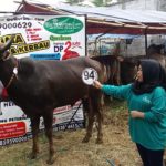 Sapi Bima Qurban 2017 Kode : 94 Di Jakarta