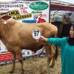 Sapi Bima Qurban 2017 Kode : 97 Di Jakarta