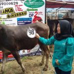 Sapi Bima Qurban 2017 Kode : 98 Di Jakarta