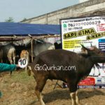 Sapi Bima Qurba 2017 Kode : 10 di Jakarta