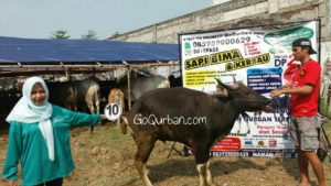 Sapi Bima Qurba 2017 Kode : 10 di Jakarta