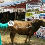 Sapi Bima Qurban 2017 Kode : 102 Di Jakarta