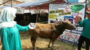 Sapi Bima Qurban 2017 Kode : 102 Di Jakarta