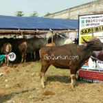 Sapi Bima Qurban 2017 Kode : 19 di Jakarta