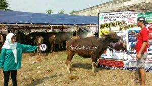 Sapi Bima Qurban 2017 Kode : 19 di Jakarta