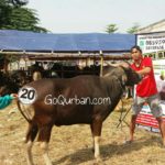 Sapi Bima Qurban 2017 Kode : 20 di Jakarta