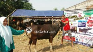 Sapi Bima Qurban 2017 Kode : 20 di Jakarta