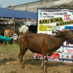 Sapi Bima Qurban 2017 Kode : 21 di Jakarta