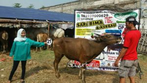 Sapi Bima Qurban 2017 Kode : 21 di Jakarta